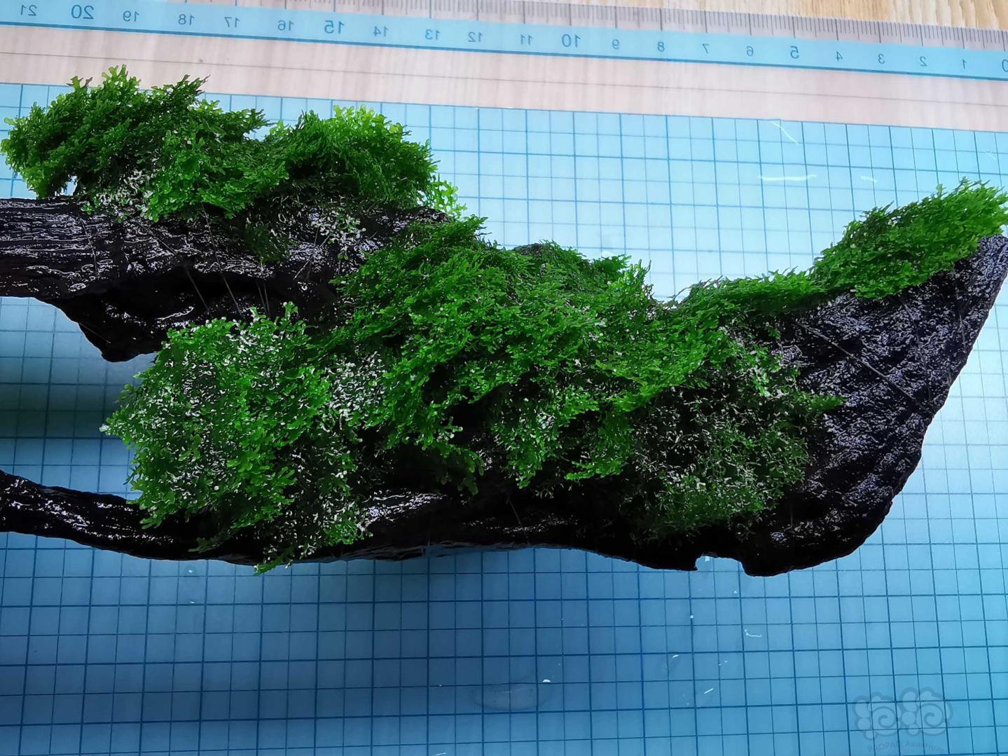 【用品】2020-05-05#RMB拍卖沉木定植迷你珊瑚摩丝一块-图7