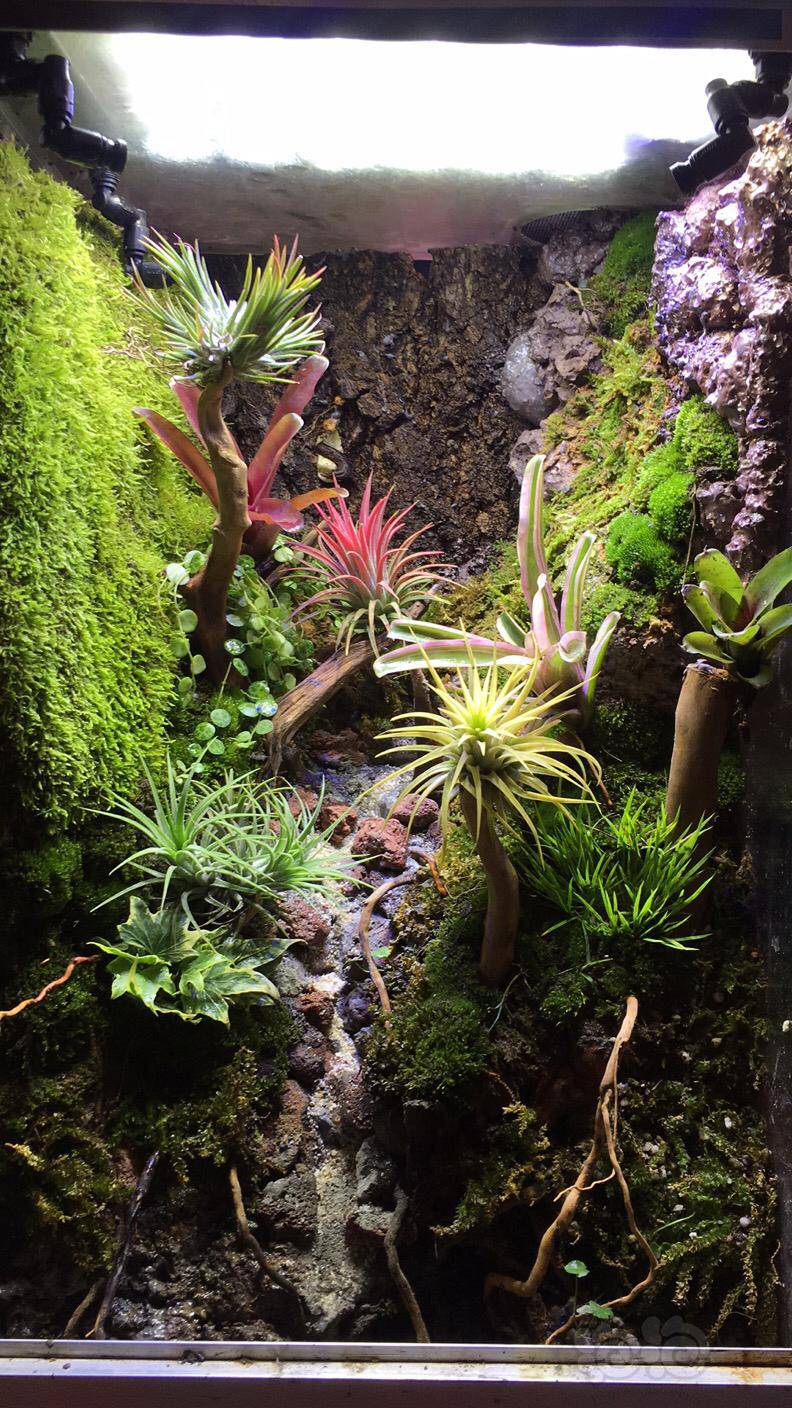 雨林35方小小雨淋缸快要完工了缺苔藓等快中