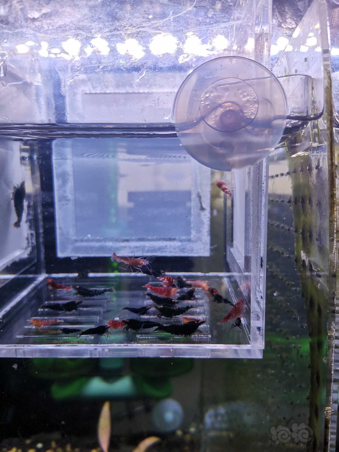 【虾】2020-05-15#RMB拍卖金眼水晶虾一份-图1