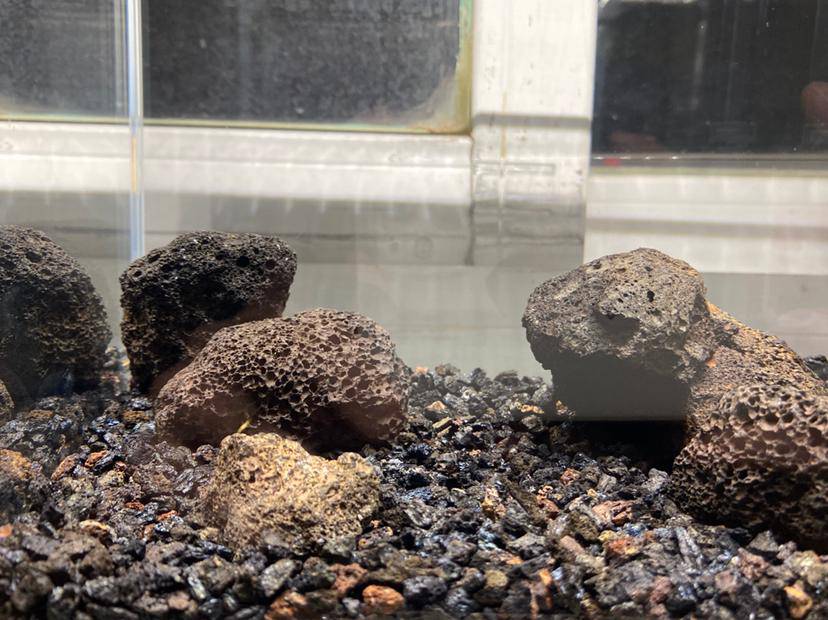 苏虾和苏螺 问下大家有纯火山石开缸的吗?