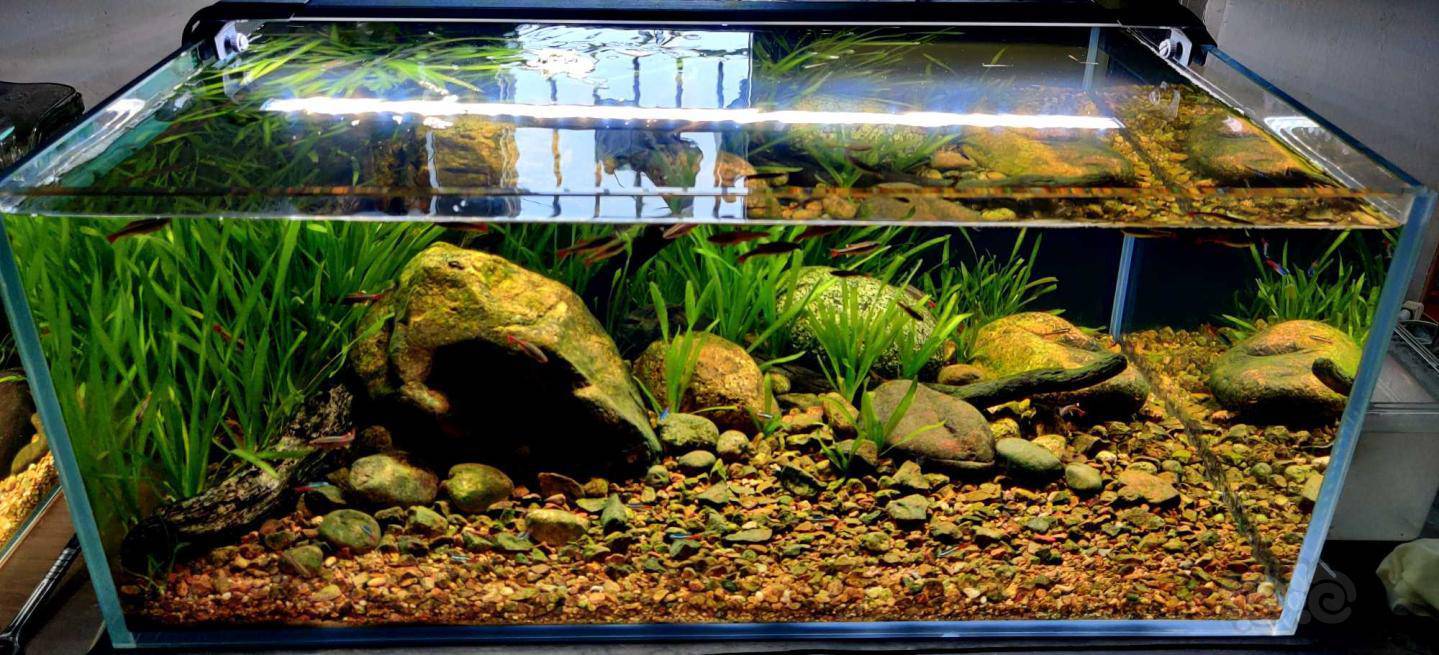 低配版原生草缸