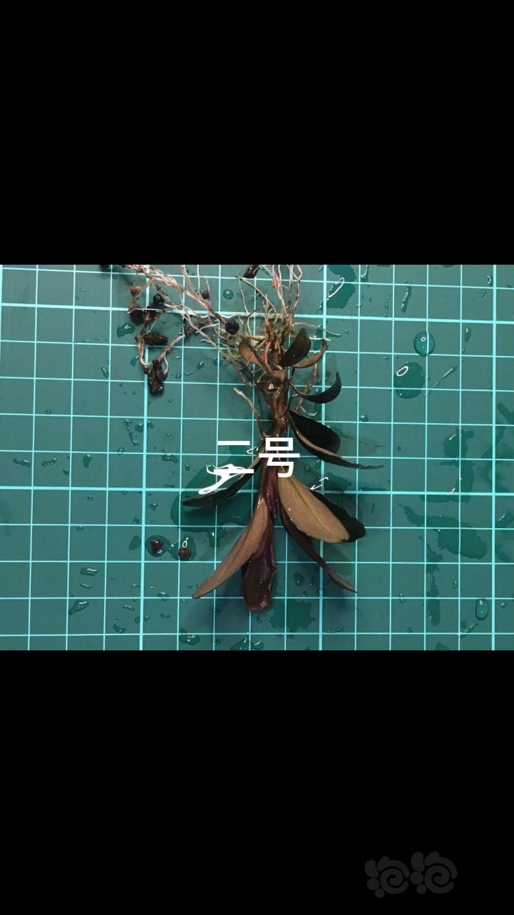 【辣椒榕】出老海永远绿海-图4