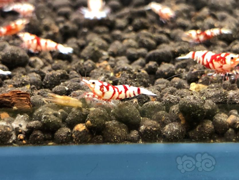 【虾】2020-05-06#RMB拍卖红花虎3只-图6