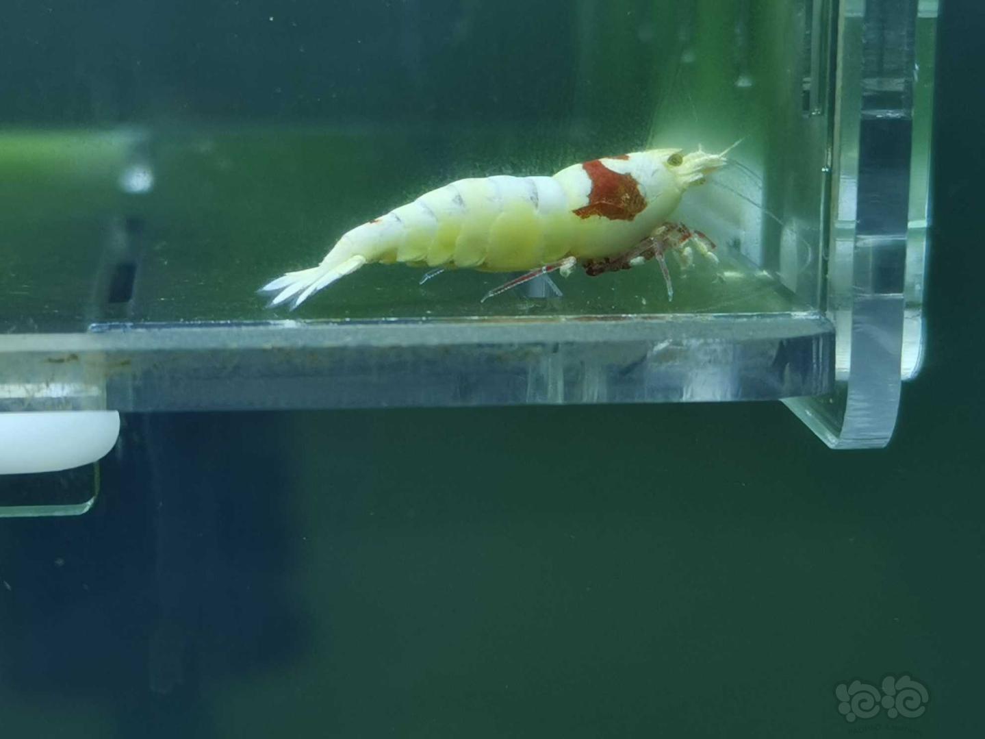 【虾】2020-05-11#RMB拍卖红白水晶虾04只-图1