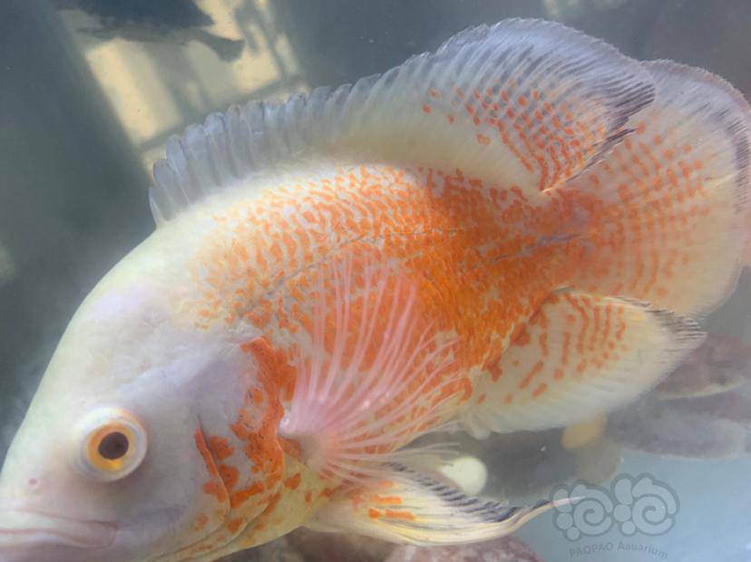 其它地图鱼鱼鳍上有白色的小疙瘩