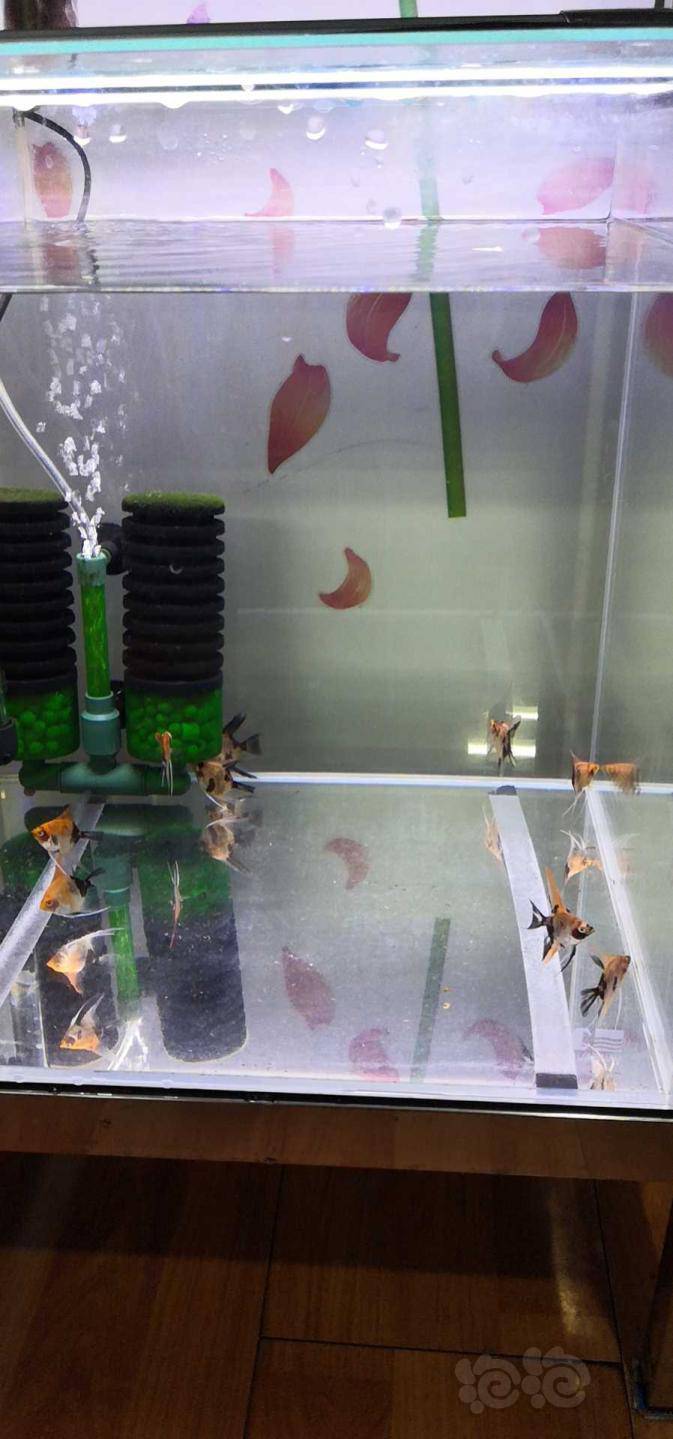 【用品】2020-05-19#rmb拍卖台系大红袍燕鱼10条