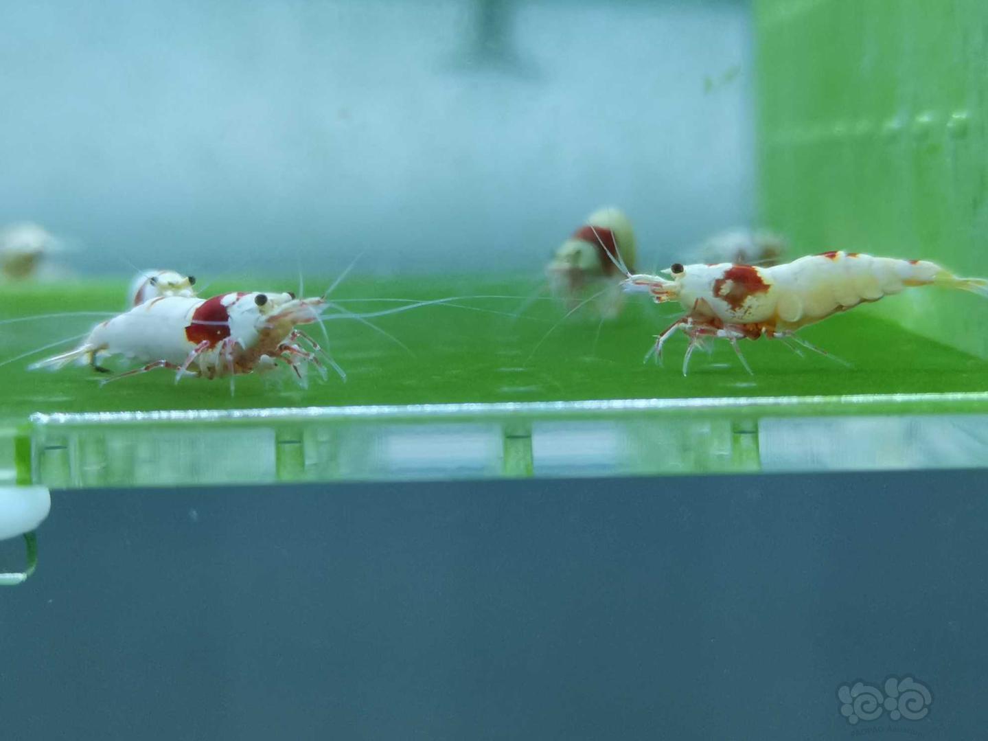 【虾】2020-05-17#RMB拍卖红白水晶虾08只-图3