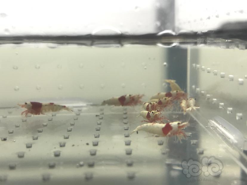 【虾】2020-05-19#RMB拍卖#红白水晶虾一份15只-图2