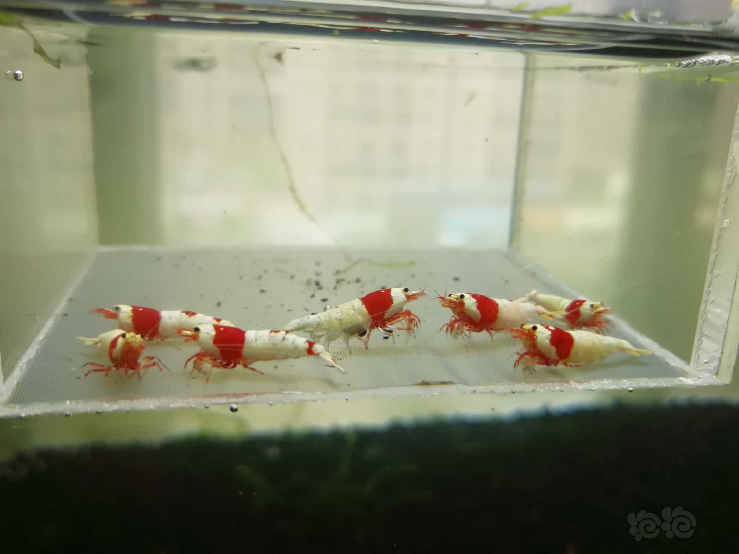 【虾】2019-05-17#RMB拍卖#红白纯血水晶虾一份7只-图4