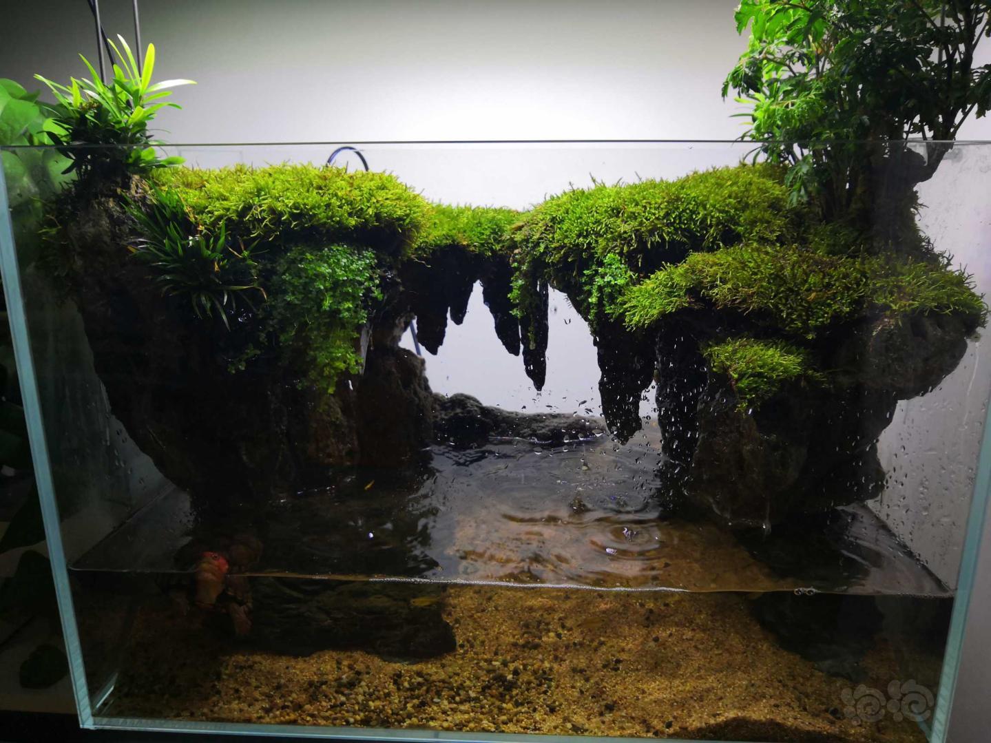 自己家的水陆缸，采点野生小灰苔藓玩玩-图1