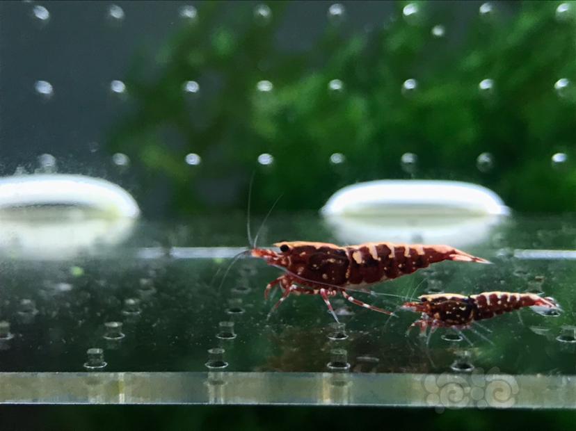 【虾】2020-05-22#RMB拍卖#红银河水晶虾一份2只-图1
