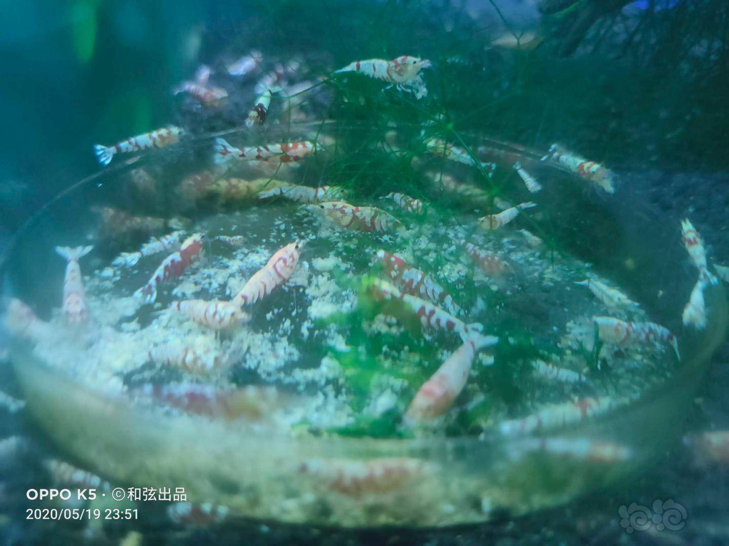 水晶虾各种水晶虾-图3