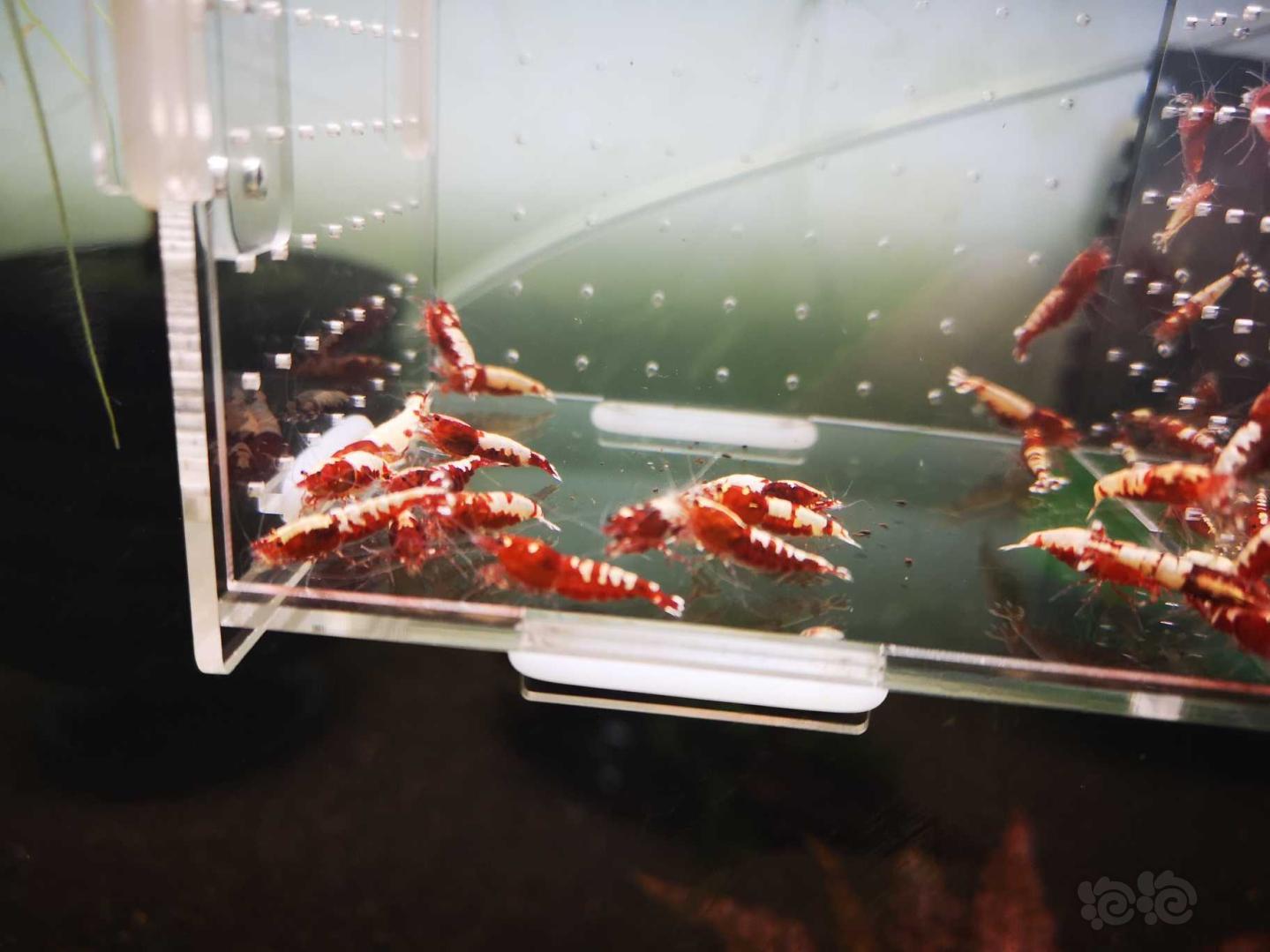 【虾】2020-5-3#RMB拍卖打废的红银河破烂25只母虾！-图3