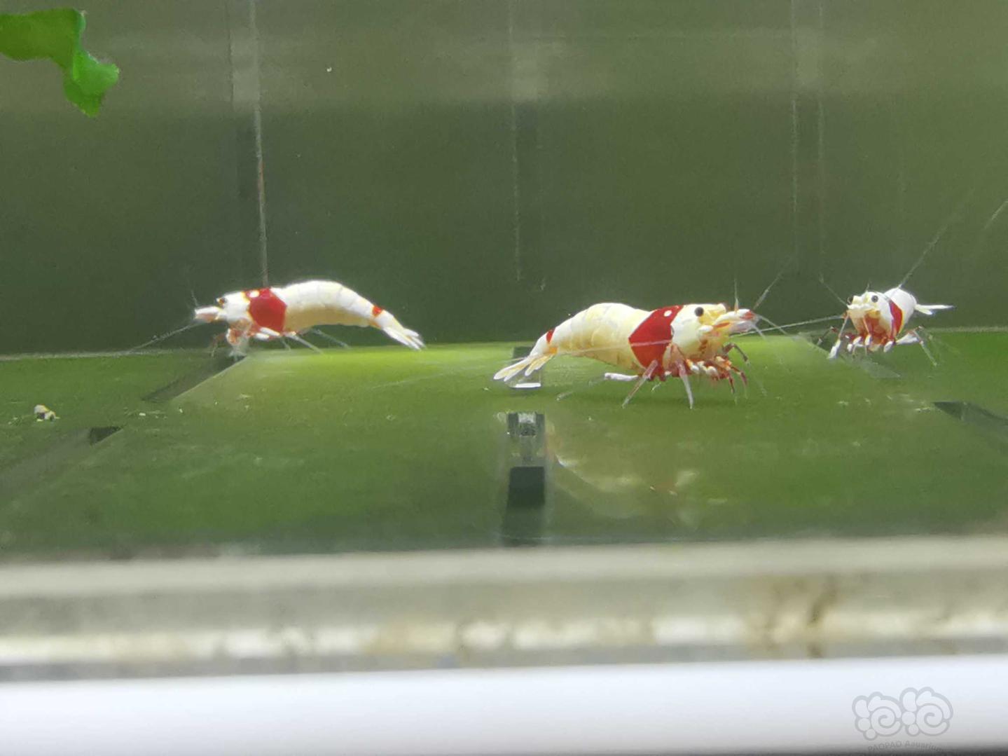 【虾】2020-05-14#RMB拍卖红白白躯水晶虾8只-图5