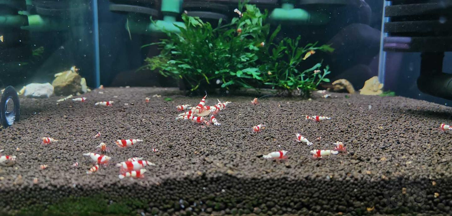 红白一线系统水晶虾-图5