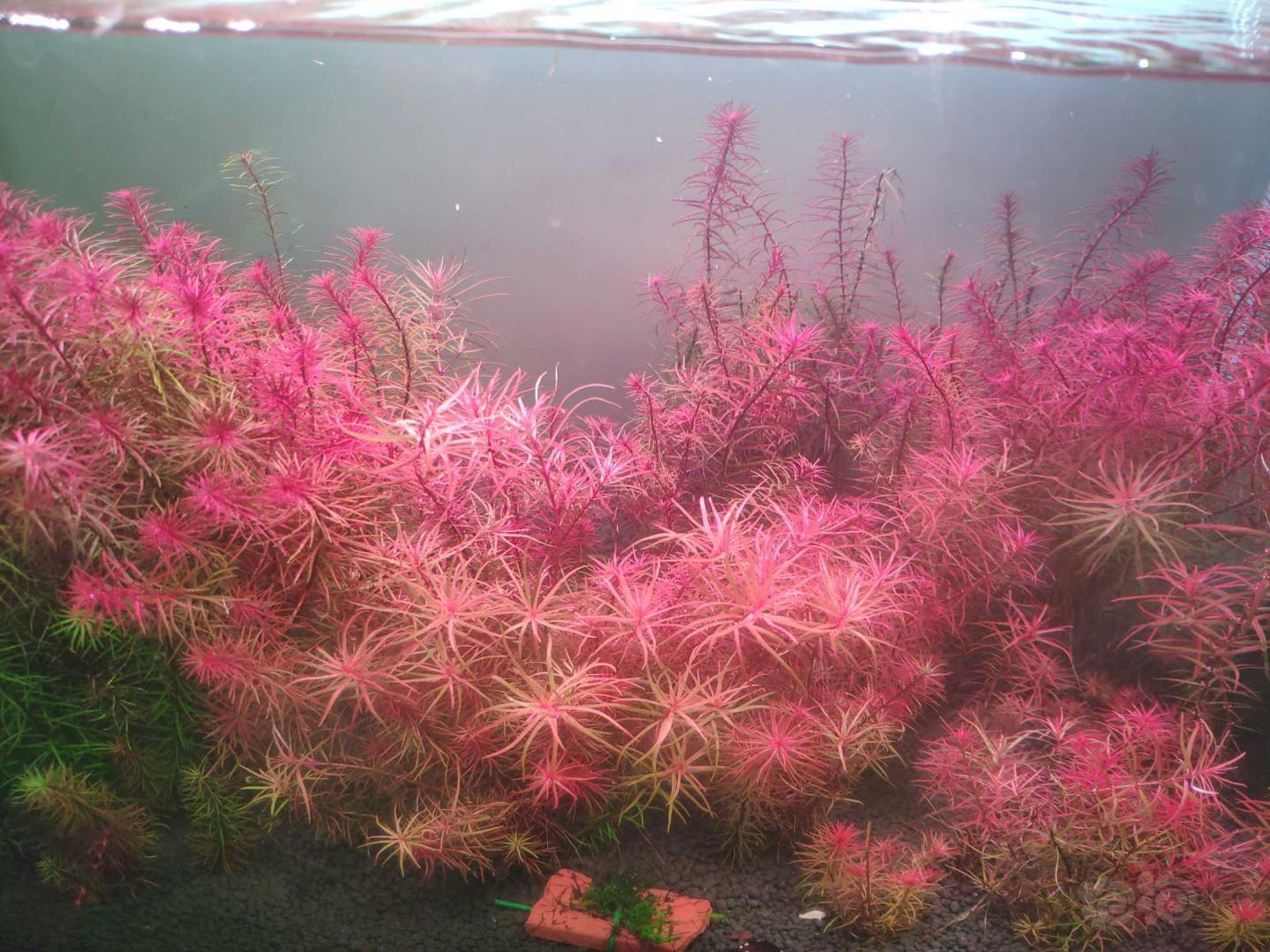 青木蕨迷你珊瑚和迷你红太-图5
