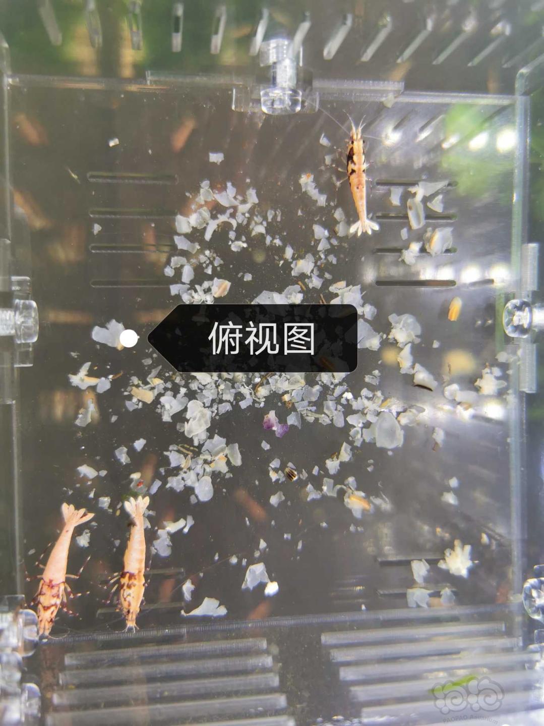 【虾】2020-5-7#RMB拍卖大花脸红蟒一份-图7
