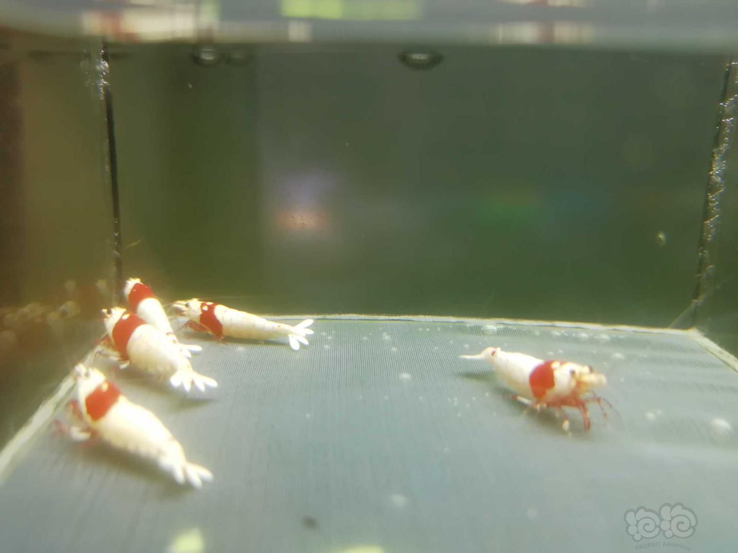 【虾】2020-05-18#RMB拍卖#红白纯血白躯水晶虾成虾一份5只-图4