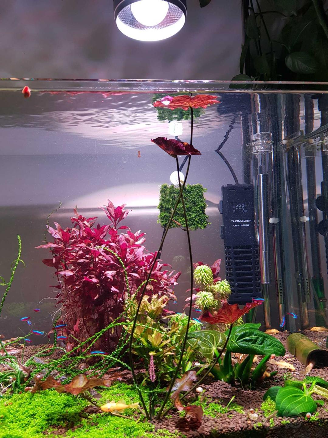 出迷你矮，虎斑睡莲，普太，红玫瑰，珊瑚莫斯-图8