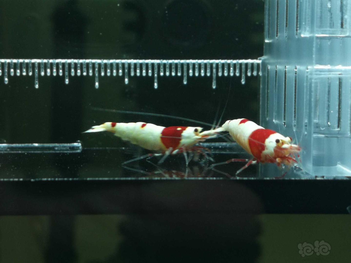 【虾】2020-5-15#RMB拍卖红白水晶虾1对-图3
