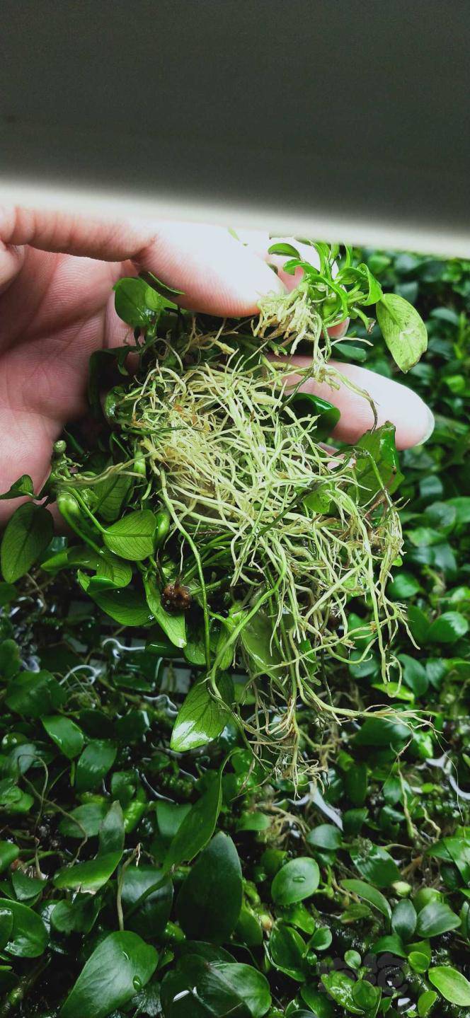 迷你小水榕根系粗壮,水上叶合成一块钱一头-图3