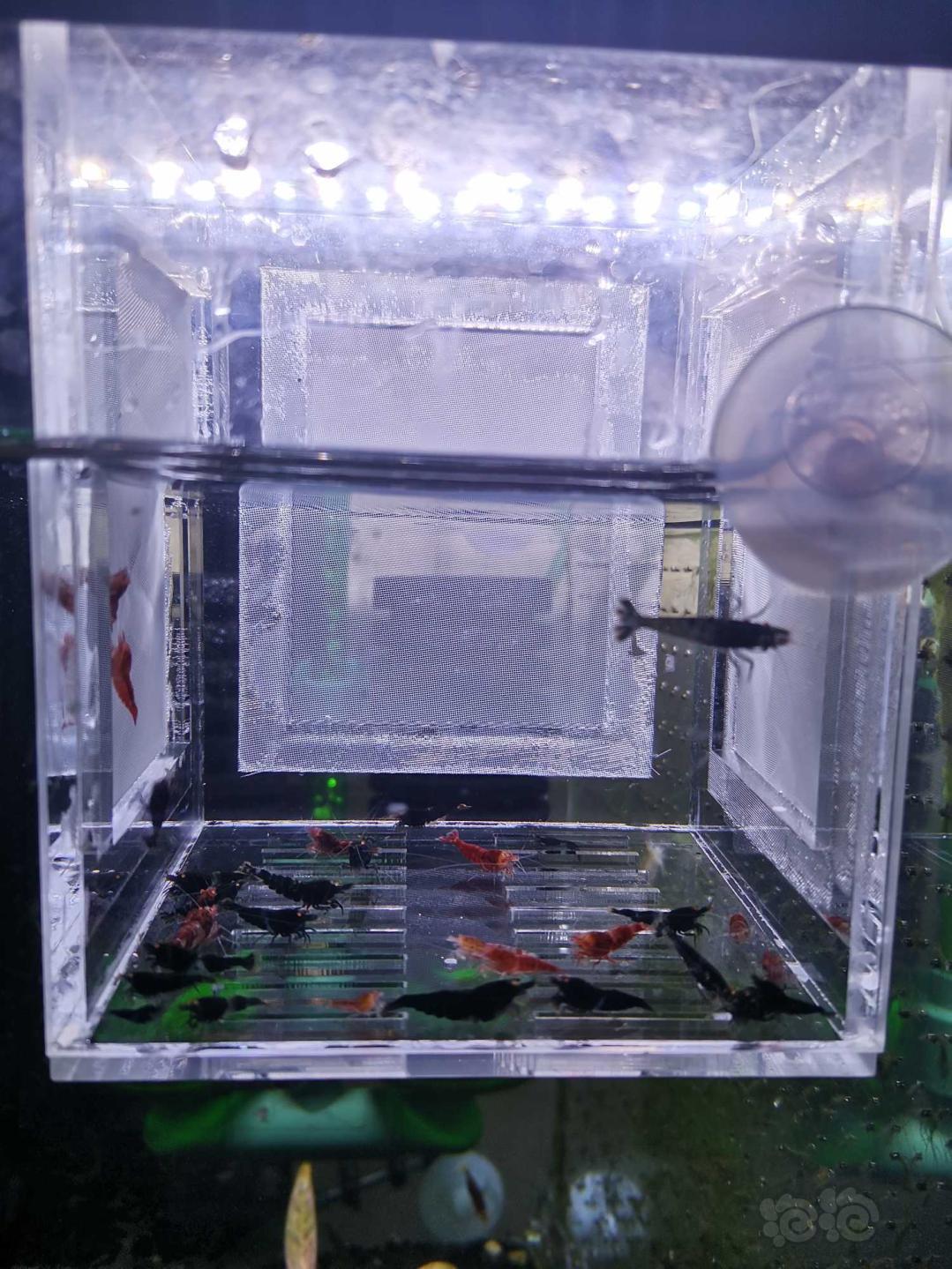 【虾】2020-05-15#RMB拍卖金眼水晶虾一份-图4