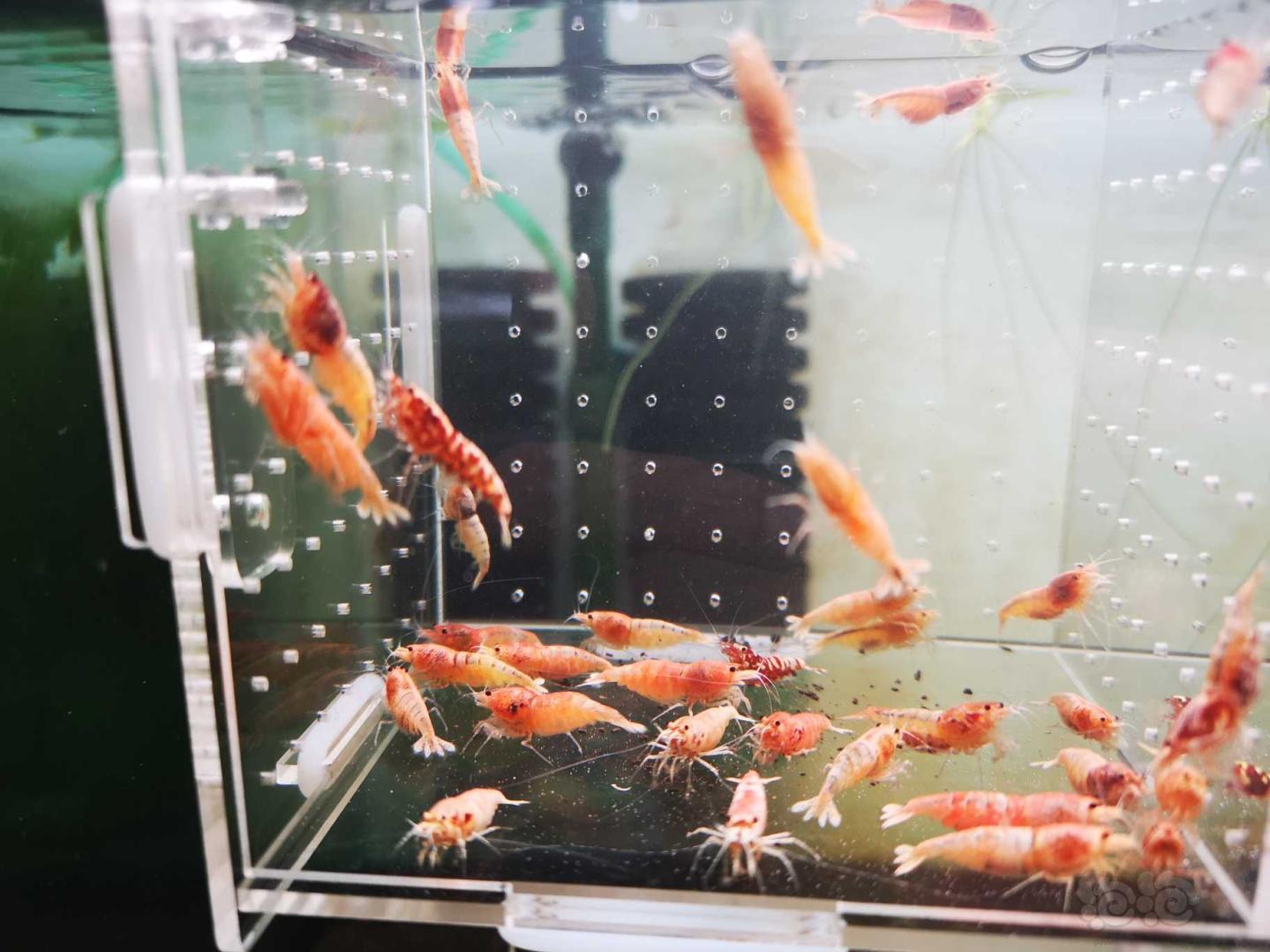 【虾】2020-5-26#RMB拍卖红银河白金母虾30只！-图7