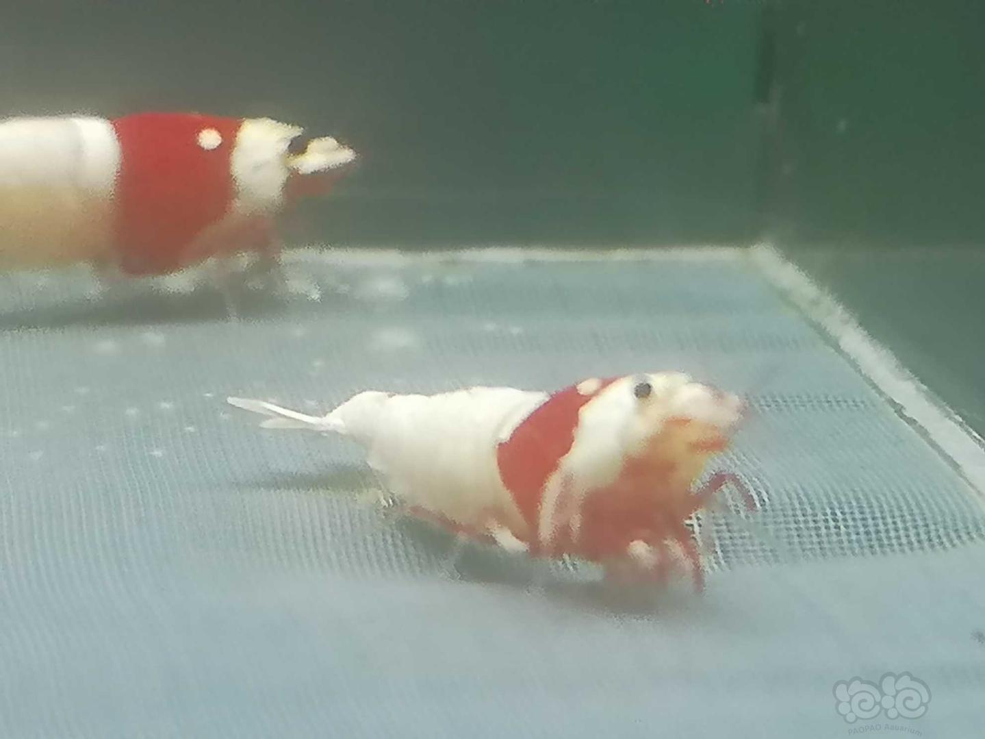 【虾】2020-05-18#RMB拍卖#红白纯血白躯水晶虾成虾一份5只-图3