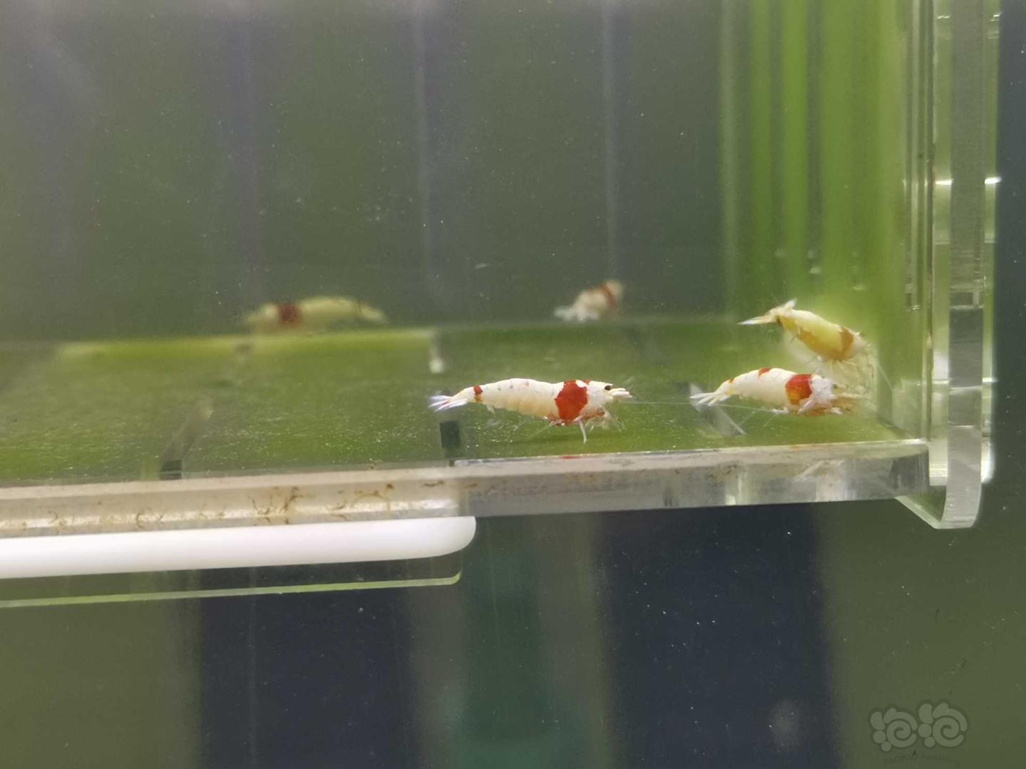 【虾】2020-05-19#RMB拍卖红白水晶虾15只-图3