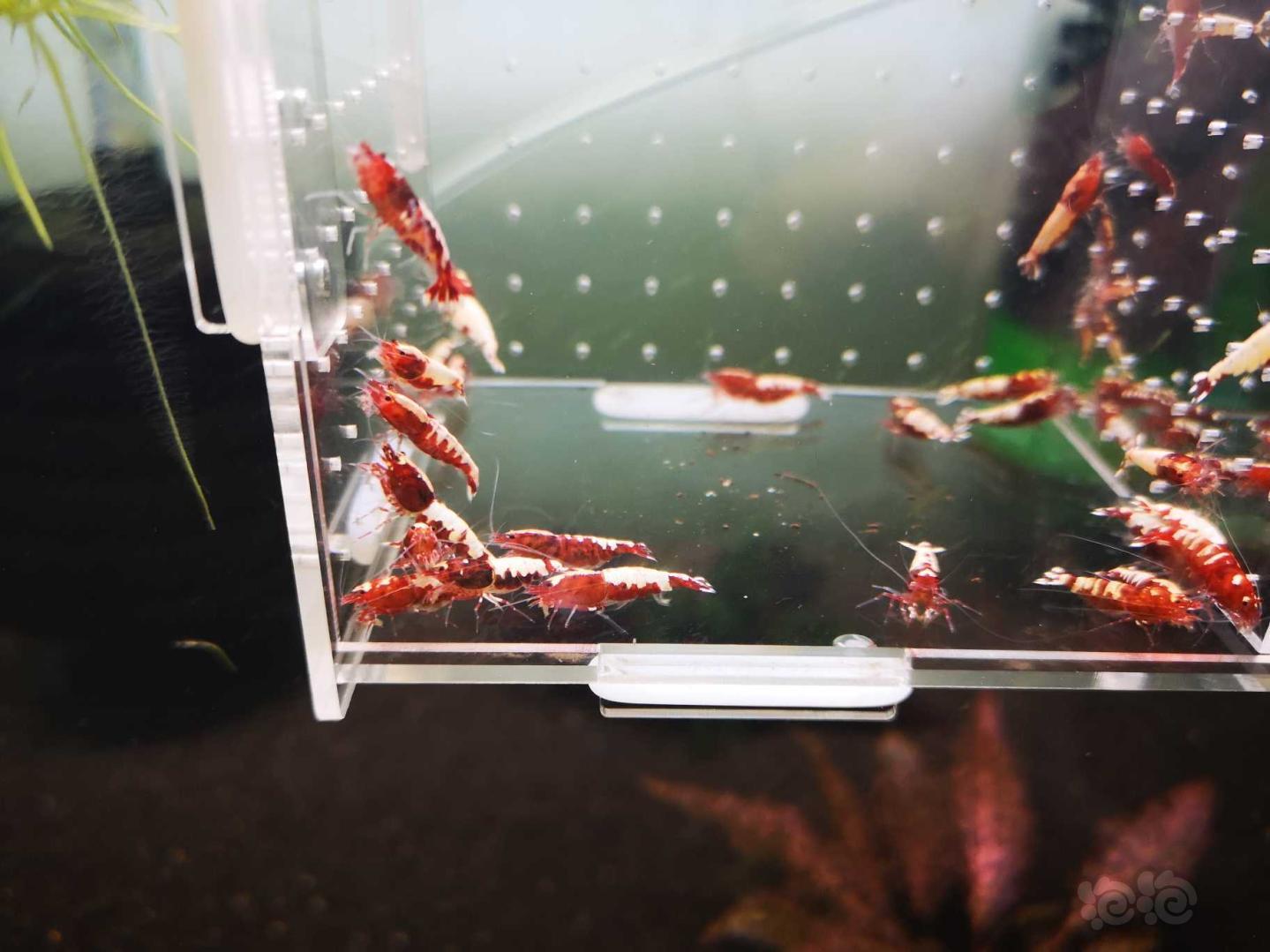 【虾】2020-5-3#RMB拍卖打废的红银河破烂25只母虾！-图5