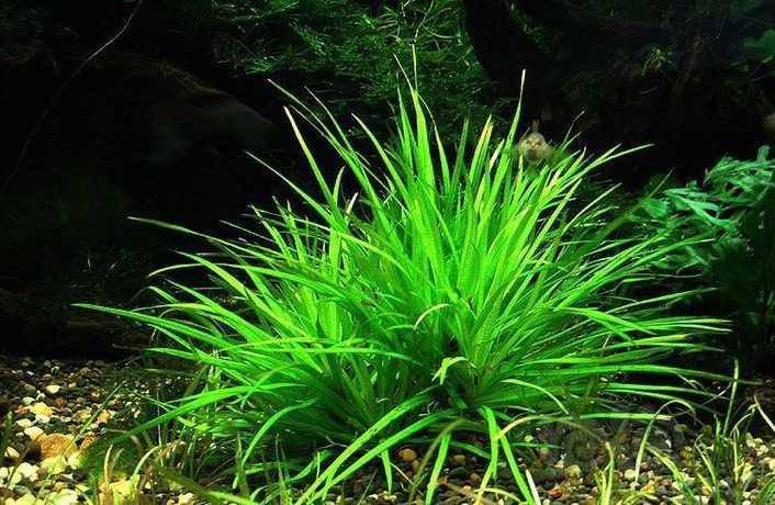 水草,日本箦藻30棵35包邮