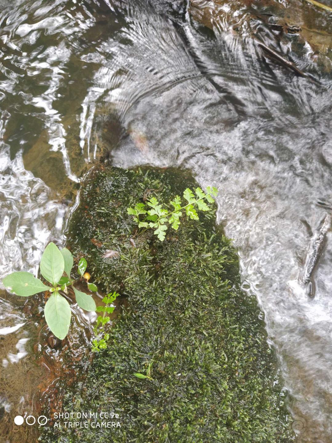 【赠送】免费送雨林缸水陆缸造景植物-图5