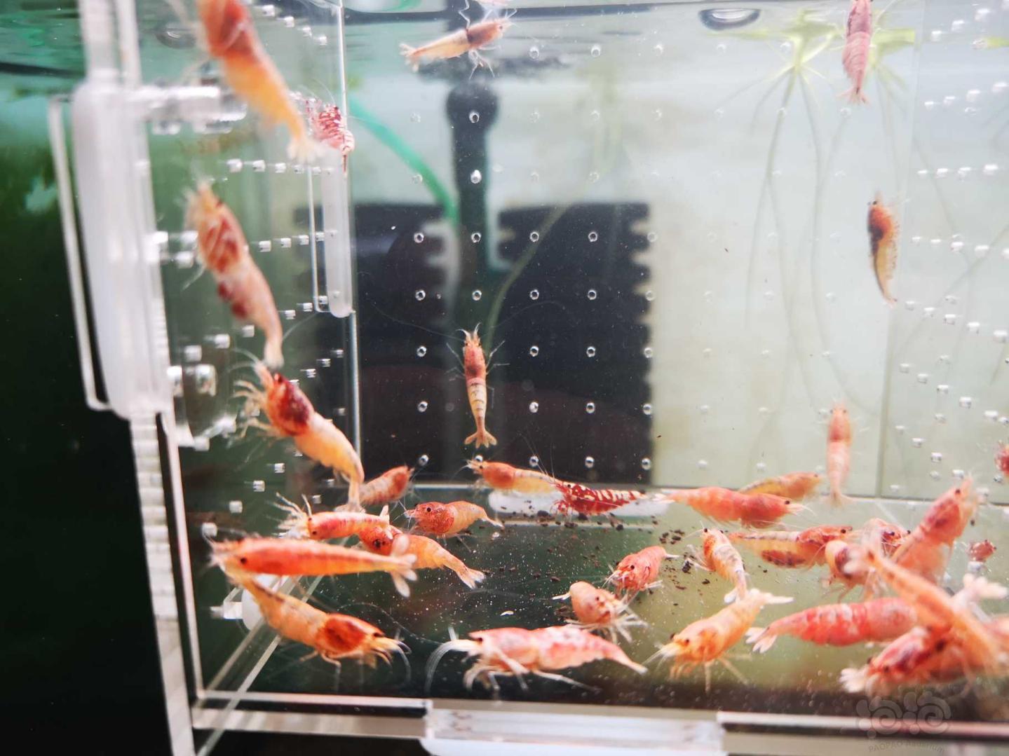 【虾】2020-5-26#RMB拍卖红银河白金母虾30只！-图4
