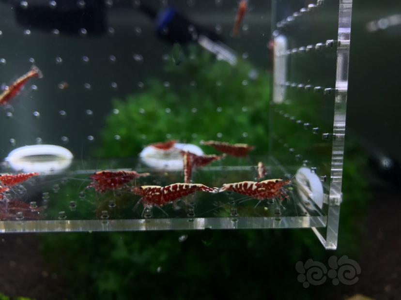 【虾】2020-05-06#RMB拍卖#银河水晶虾一份15只-图3