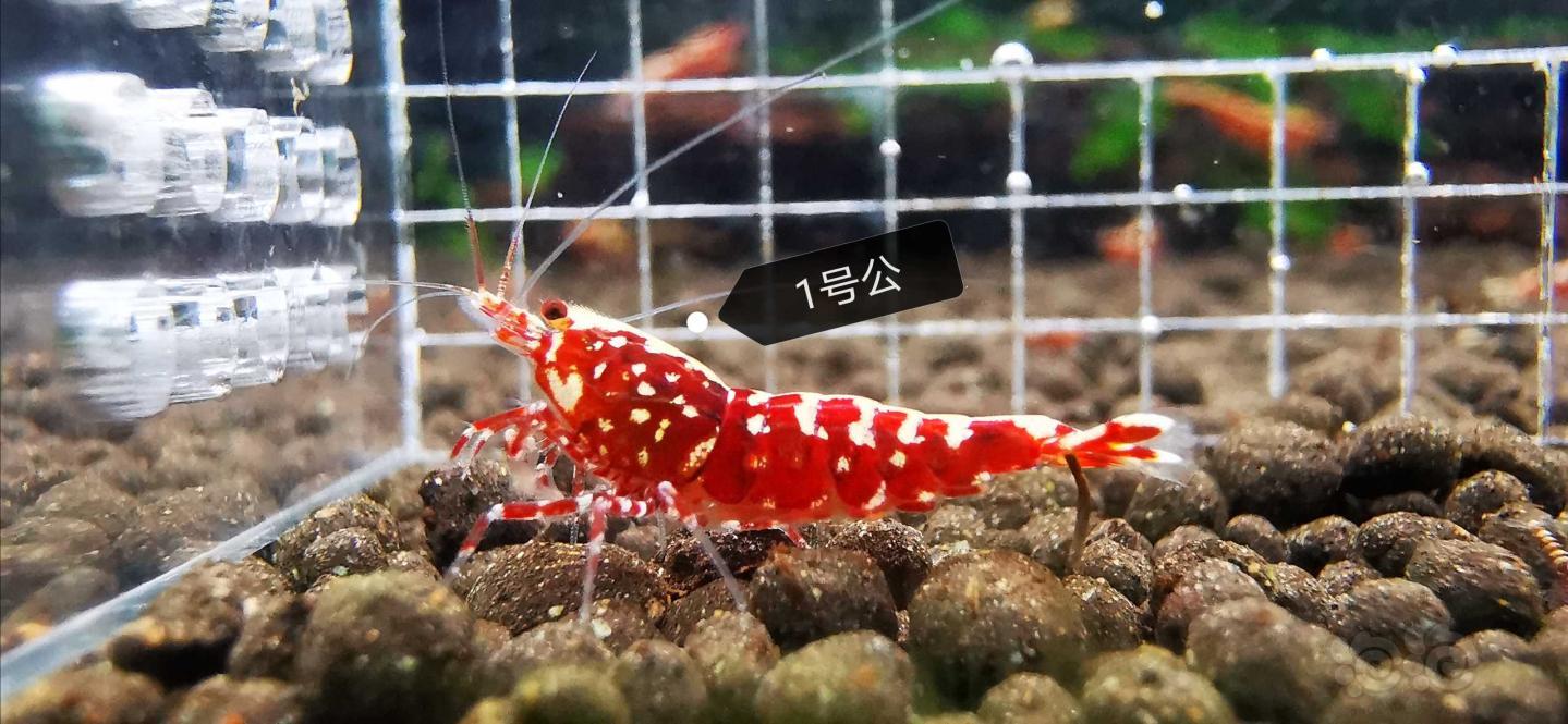 【虾】2020-5-7#RMB拍卖红银河星钻,一份5只-图1