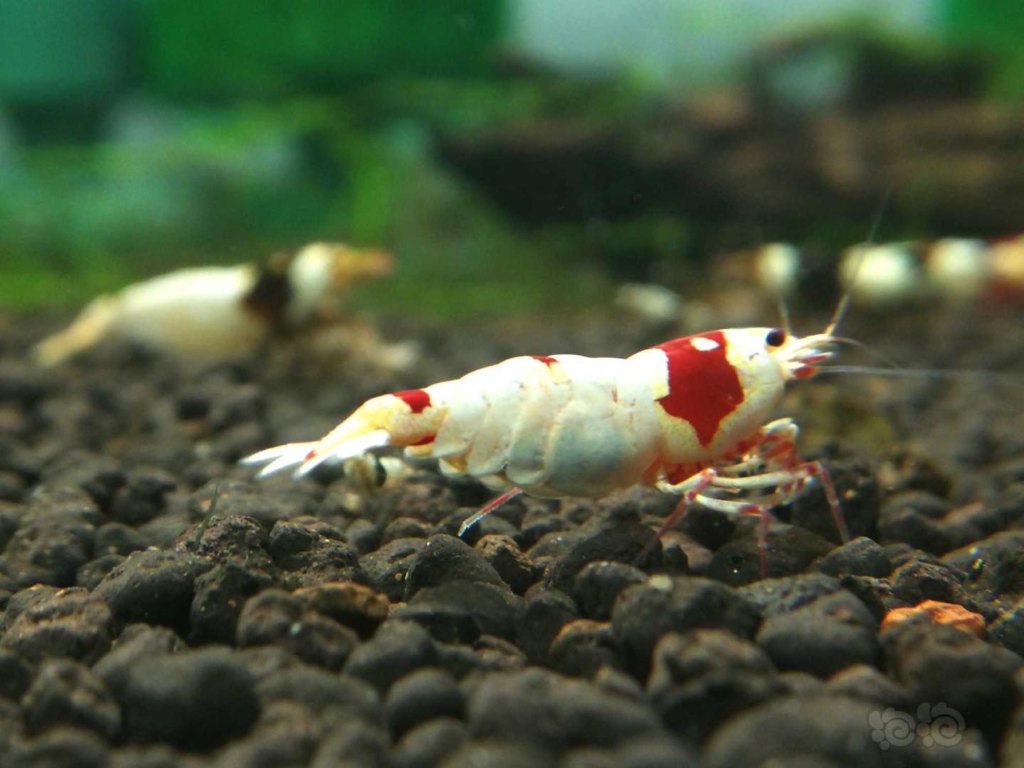 【虾】2020-5-10#RMB拍卖红白种虾1公2母-图3
