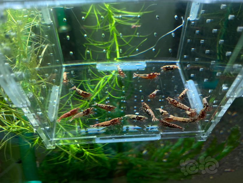 【虾】2020-5-2#RMB拍卖银河抱卵母虾15公虾5-图1