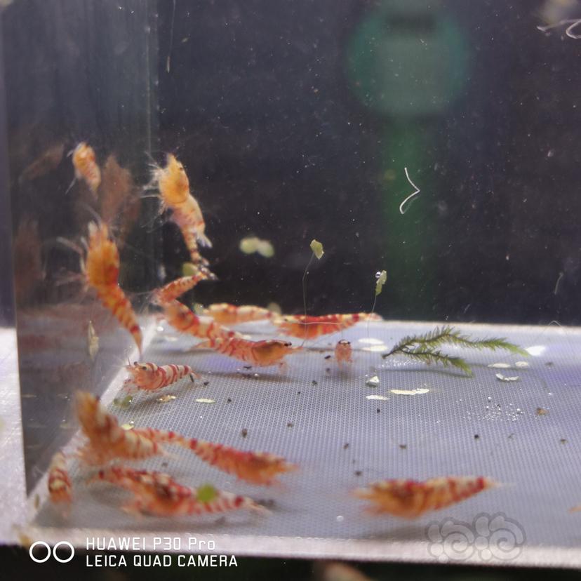 【虾】2020-05-17#RMB拍卖红花虎30只-图1