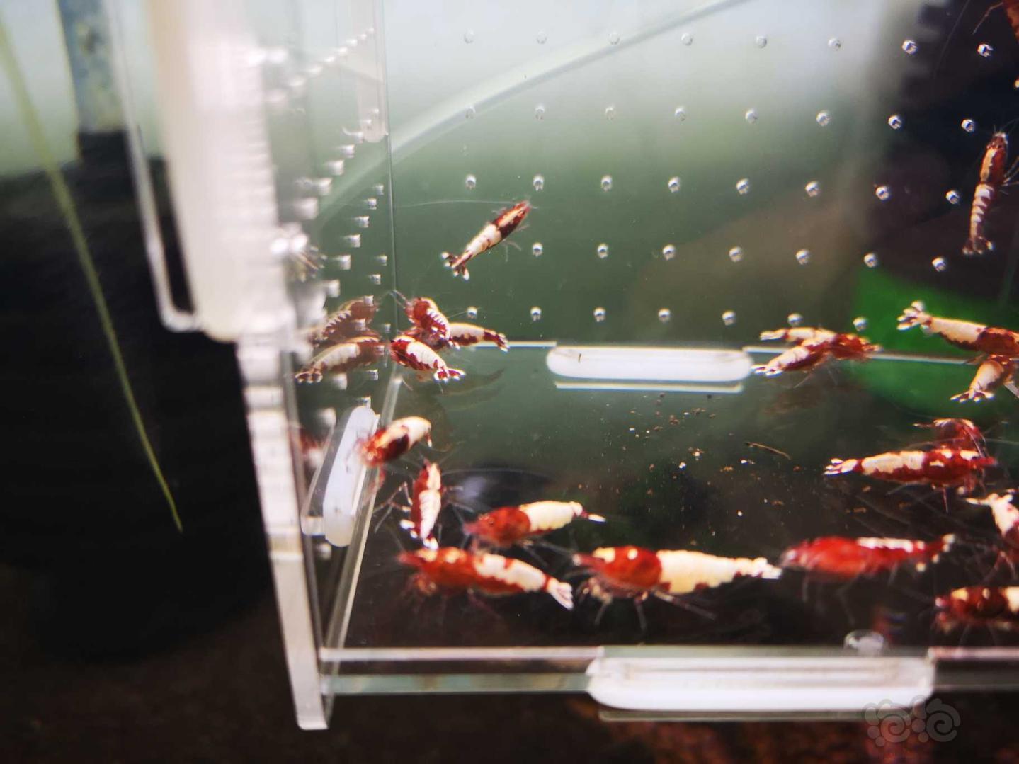 【虾】2020-5-3#RMB拍卖打废的红银河破烂25只母虾！-图6