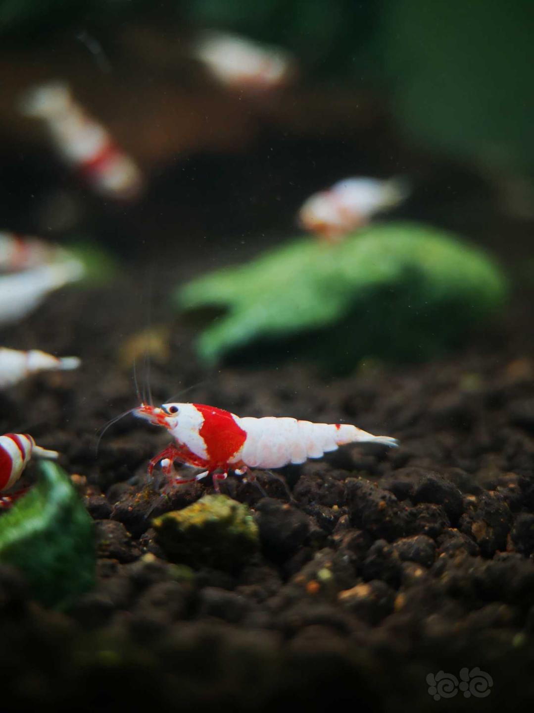 【虾】2020-5-6#RMB拍卖#红白水晶虾一份8只-图4