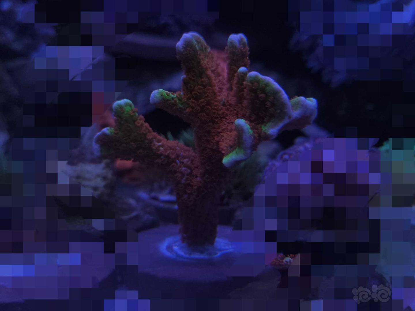 海水珊瑚断枝-图5