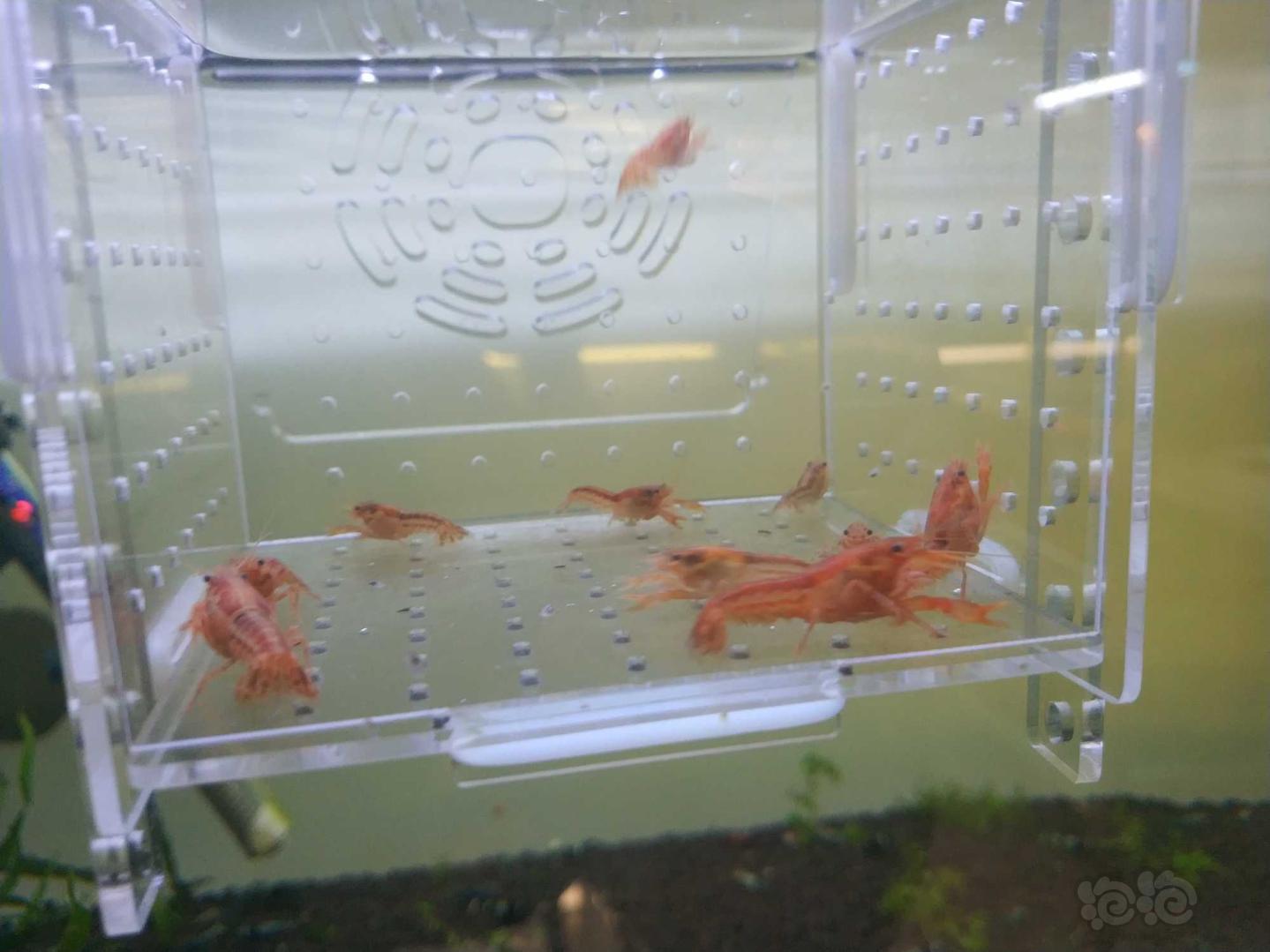 【虾】2020-05-11#RMB拍卖迷你侏儒橘10只-图5