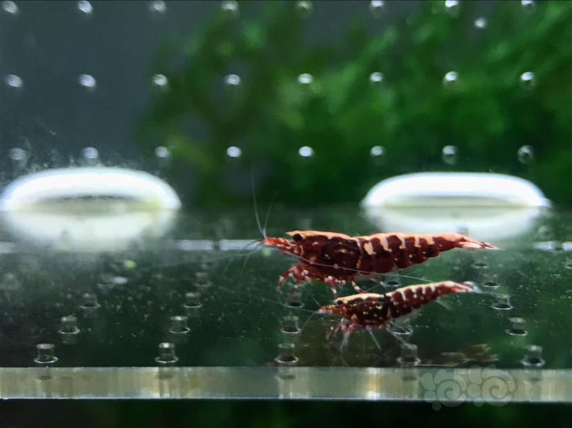 【虾】2020-05-22#RMB拍卖#红银河水晶虾一份2只-图3