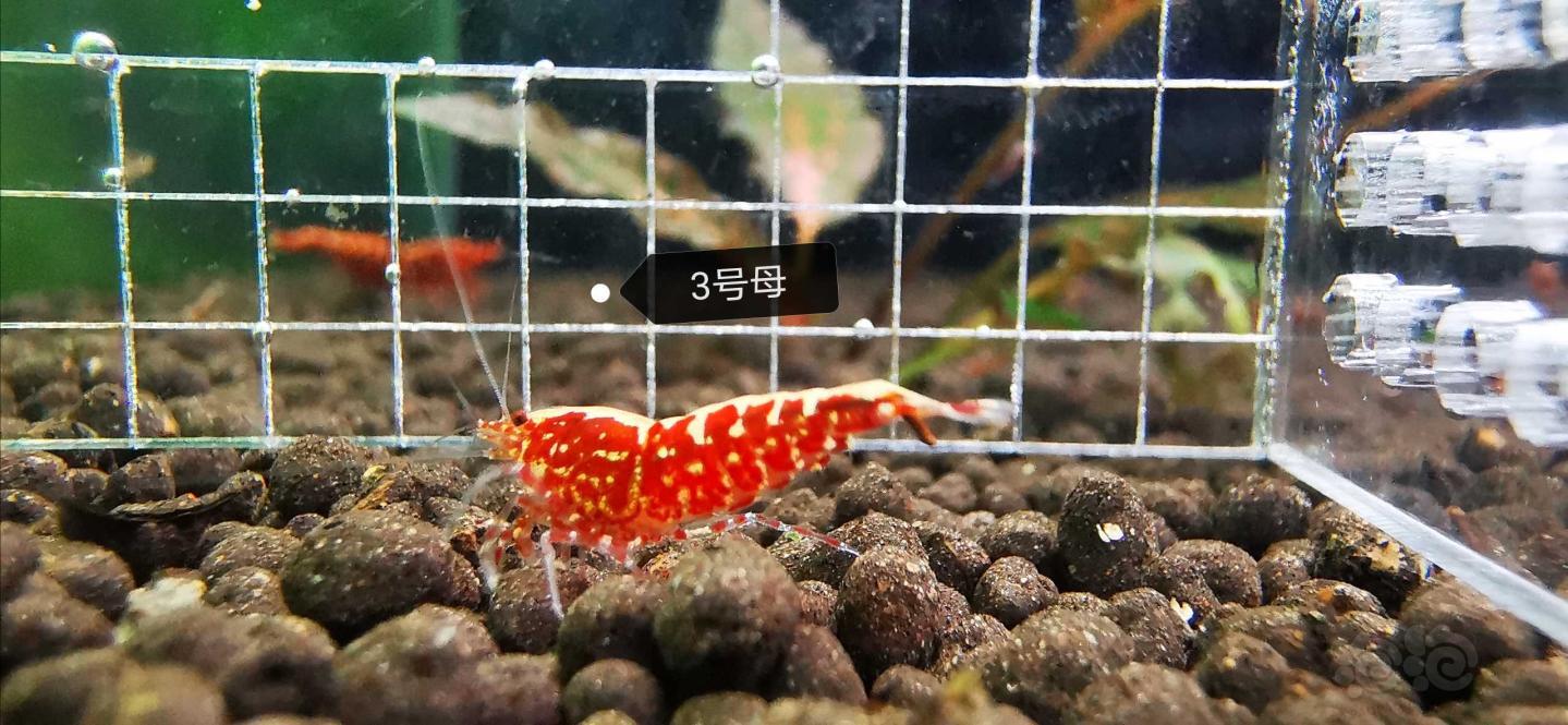 【虾】2020-5-7#RMB拍卖红银河星钻,一份5只-图3