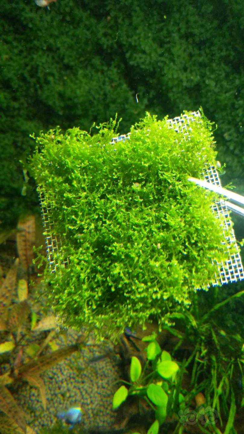 出迷你珊瑚莫斯