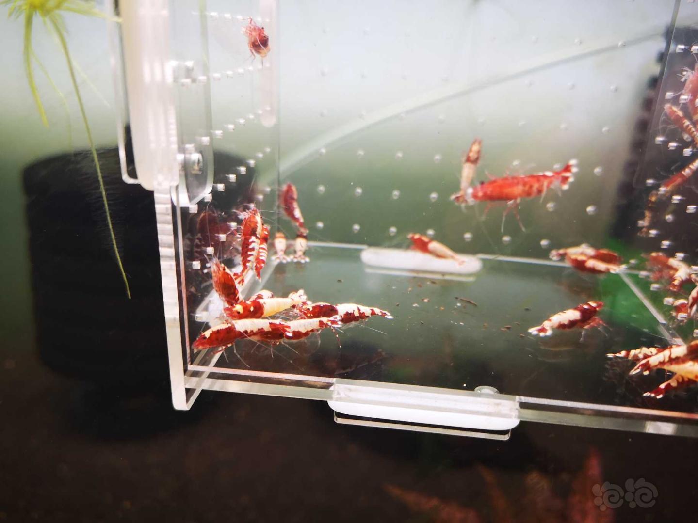 【虾】2020-5-3#RMB拍卖打废的红银河破烂25只母虾！-图1