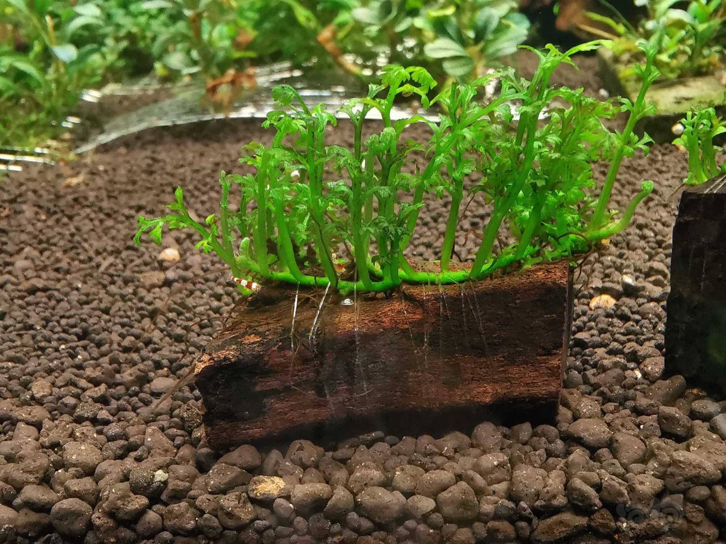 20200501rmb拍卖沉木定植迷你黑木蕨2块