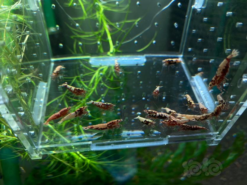 【虾】2020-5-2#RMB拍卖银河抱卵母虾15公虾5-图2