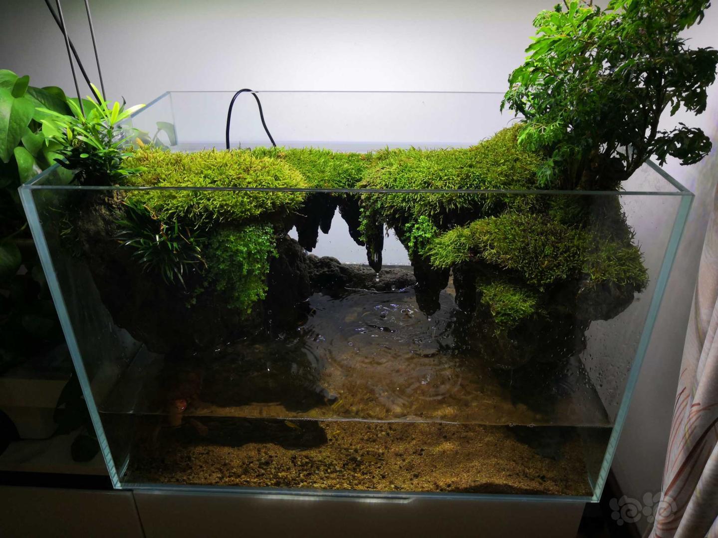自己家的水陆缸，采点野生小灰苔藓玩玩-图2
