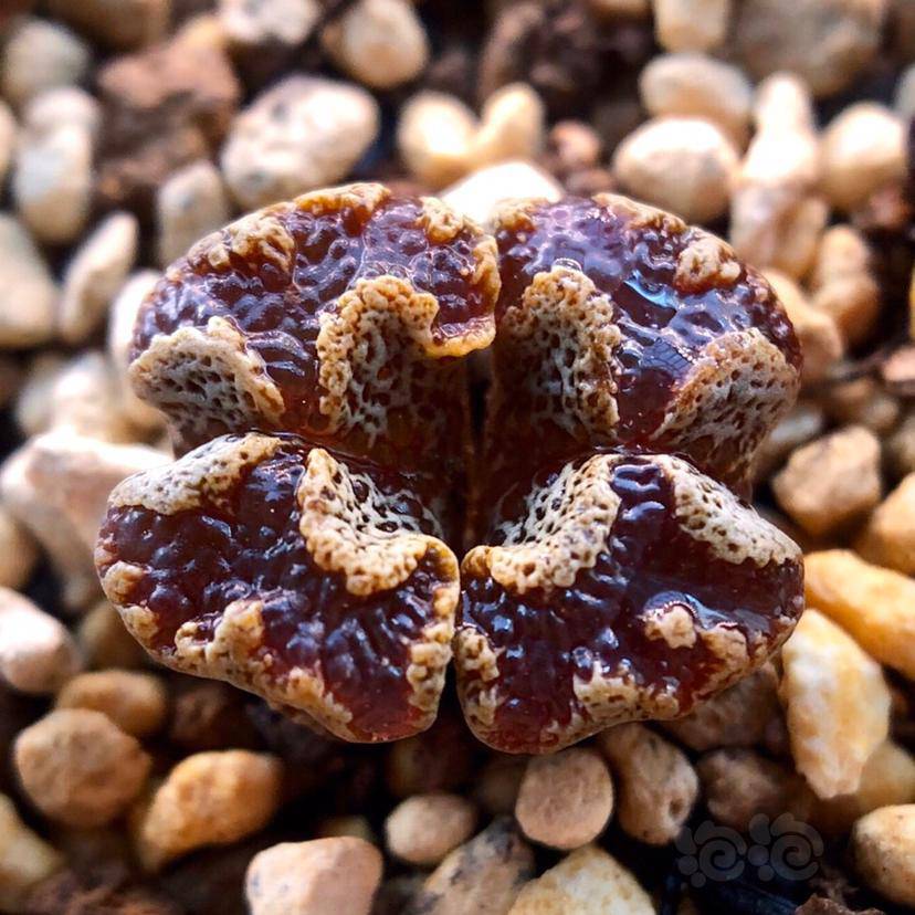 番杏科普篇关于番杏那些事儿肉锥花属15